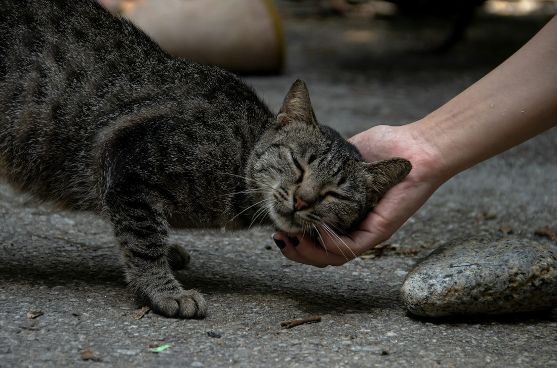 How to Help Stray Animals in Your Community